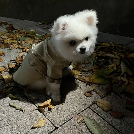 구름이
