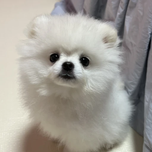 구름이