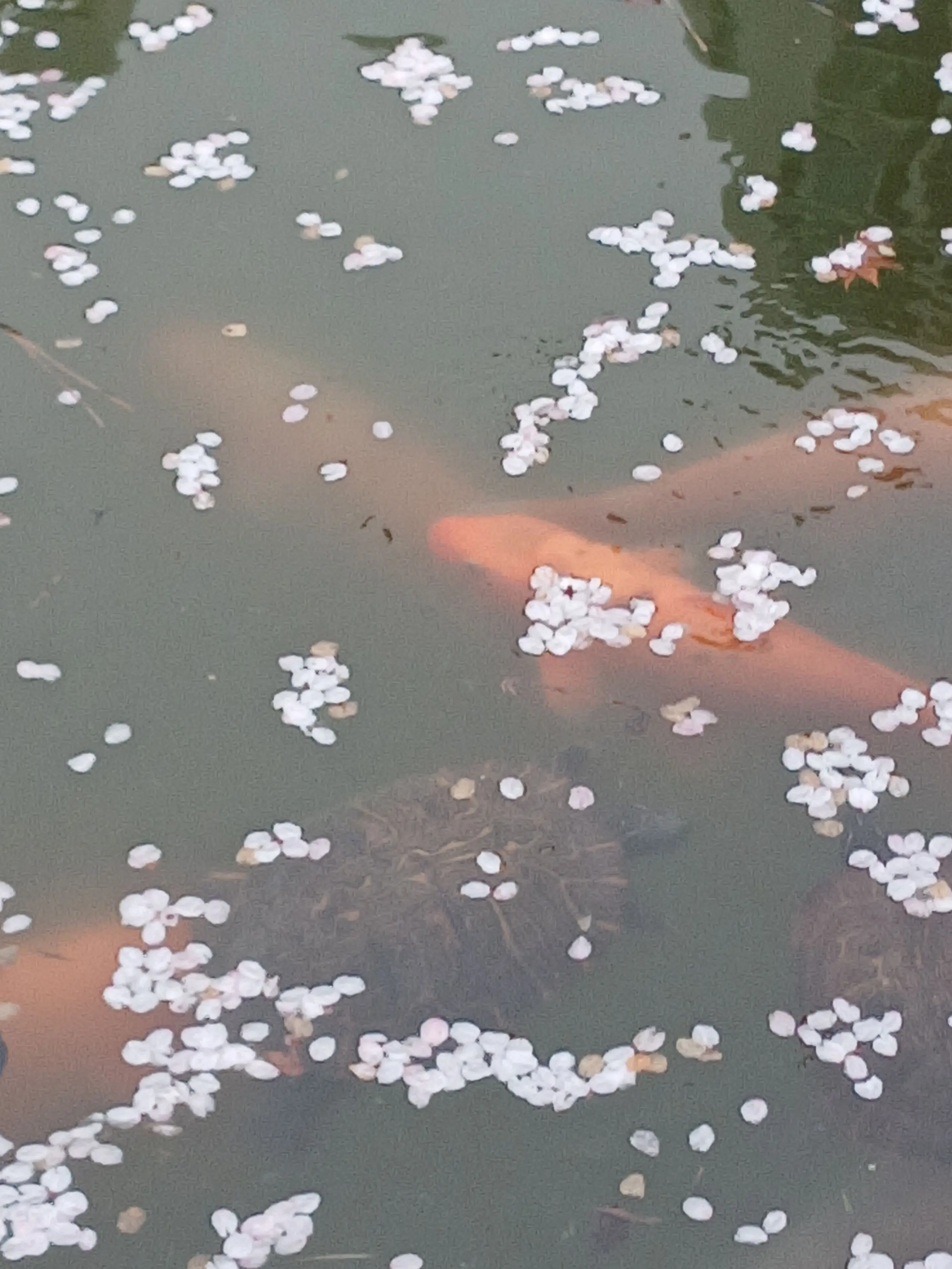 Likeduck의 고고프렌즈의 학교생활!