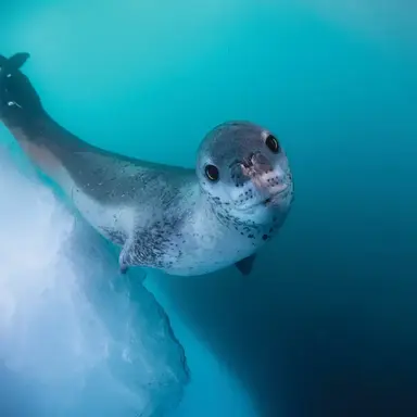 Profile image of Leopard seal