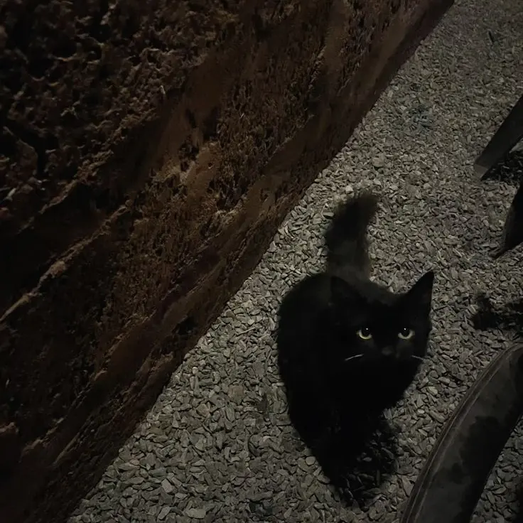 LateHorgi9042의 우치나가 애리