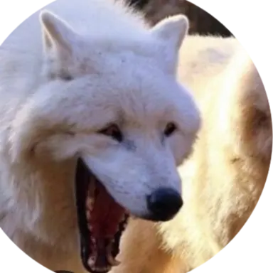 Profile image of 늑대
