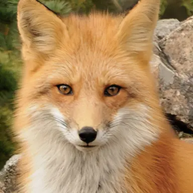 Profile image of 여우