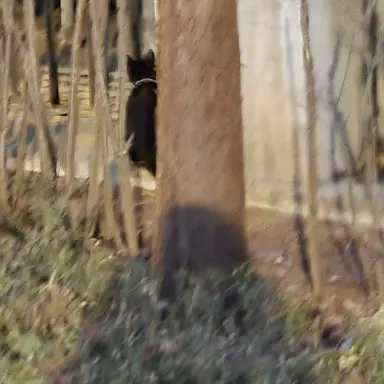 Profile image of 여우