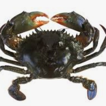 🦀 게 🦀 대표 이미지