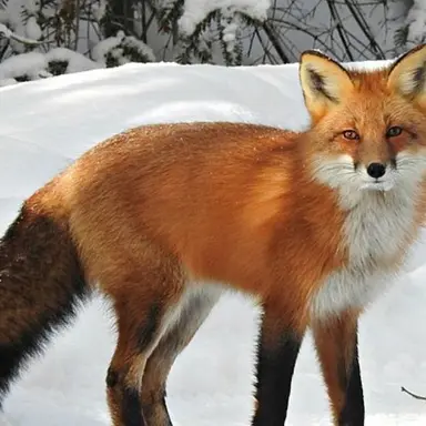 Profile image of 여우