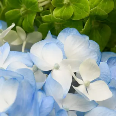 Profile image of O-A1