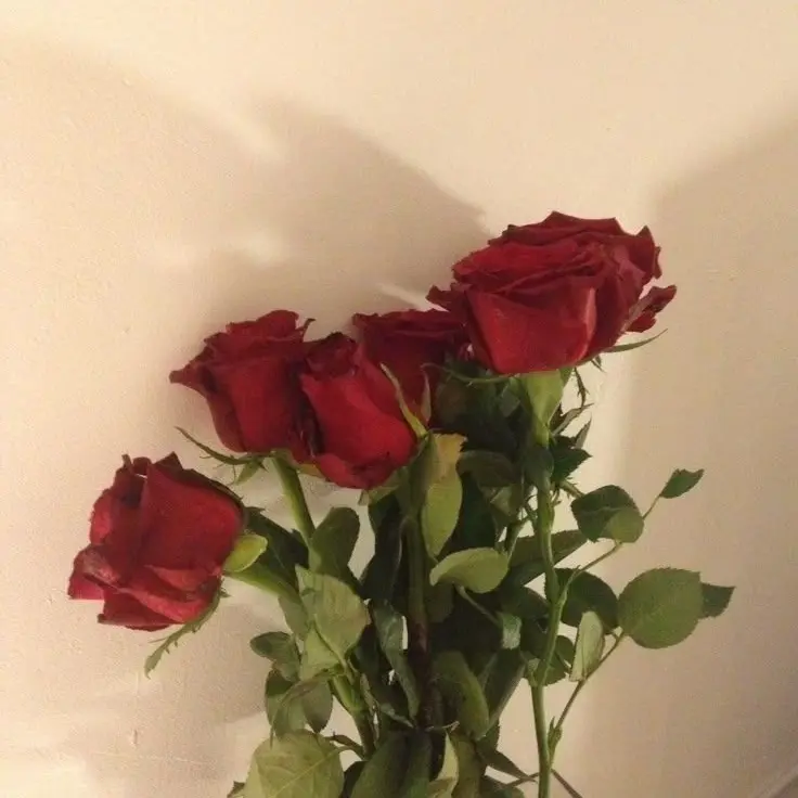 owl_lwo의 낙원고