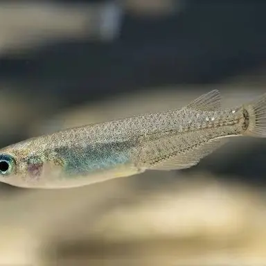Profile image of 송사리