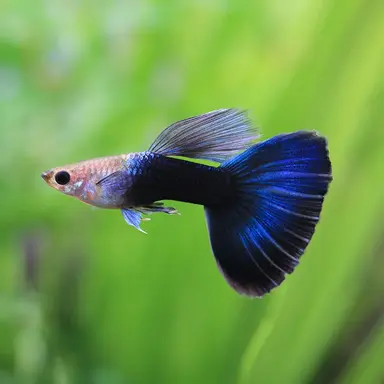 Profile image of 구피