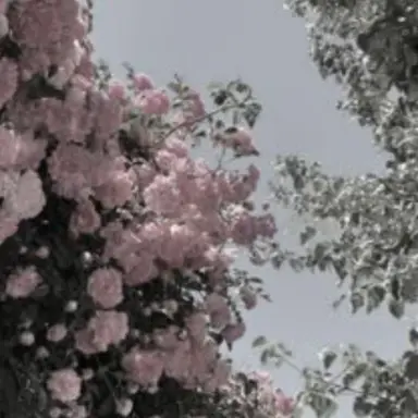Profile image of 千空