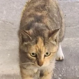 ㅈㅅ