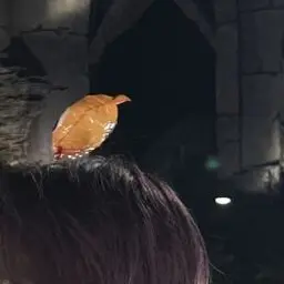 Profile image of ひす