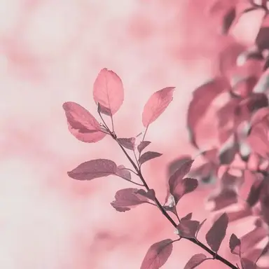 Profile image of 凛花