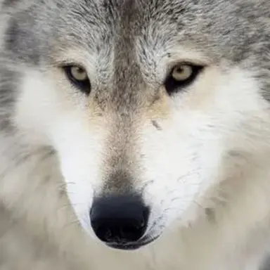 Profile image of 오타쿠 늑대