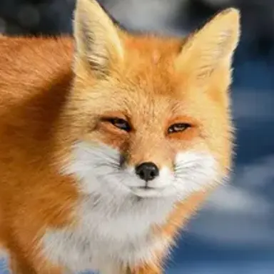 Profile image of 여우