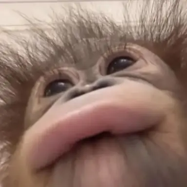 Profile image of 꽥