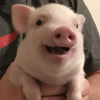 Profile image of 남여우