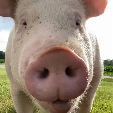 Profile image of 여우