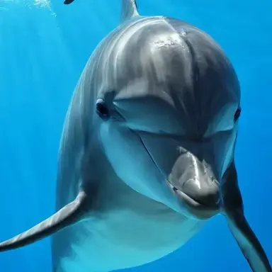 Profile image of Caspian