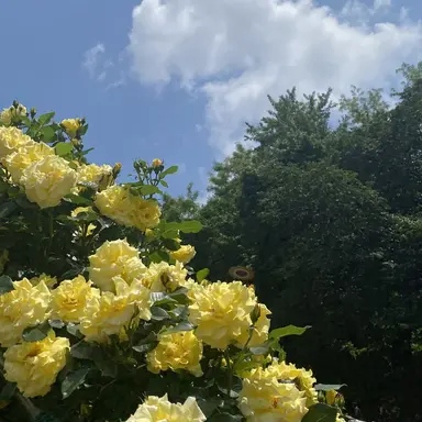 Profile image of 각별