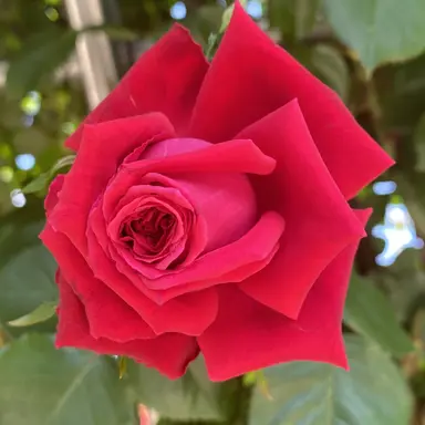 Profile image of 라더