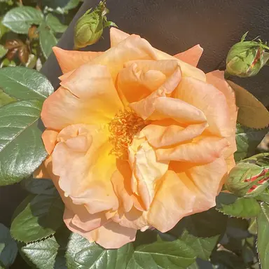 Profile image of 덕개