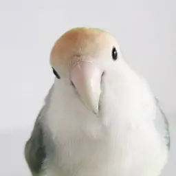 parrotlover의 똑무