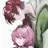ローレンとnqrse