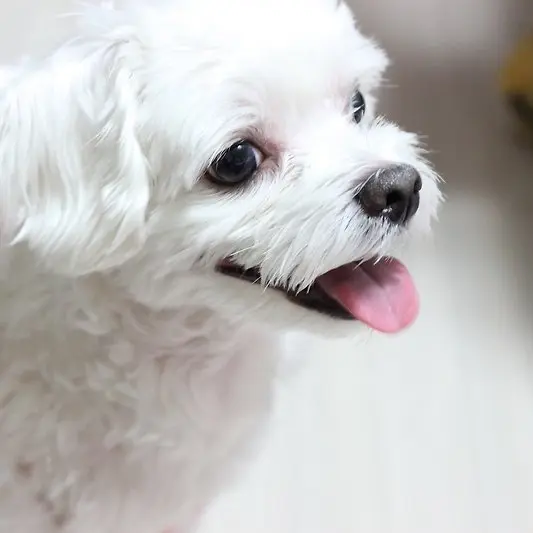 BreezyOwl2365의 전정국