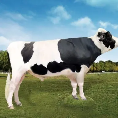 Profile image of チャペン