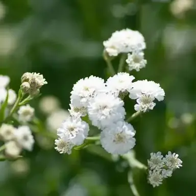 Profile image of くれあ