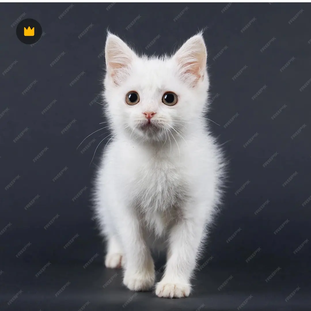 UrbanSuit7461의 초능력을 가지게된 고양이 가족 