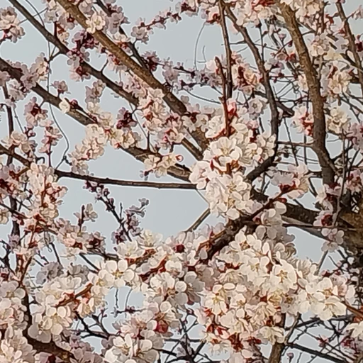 엄마