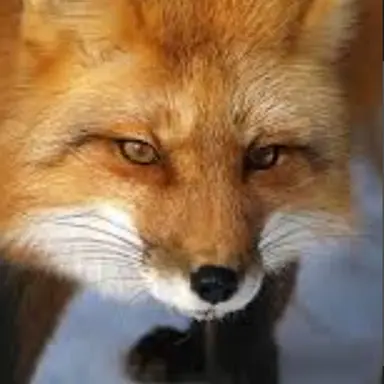 Profile image of 여우