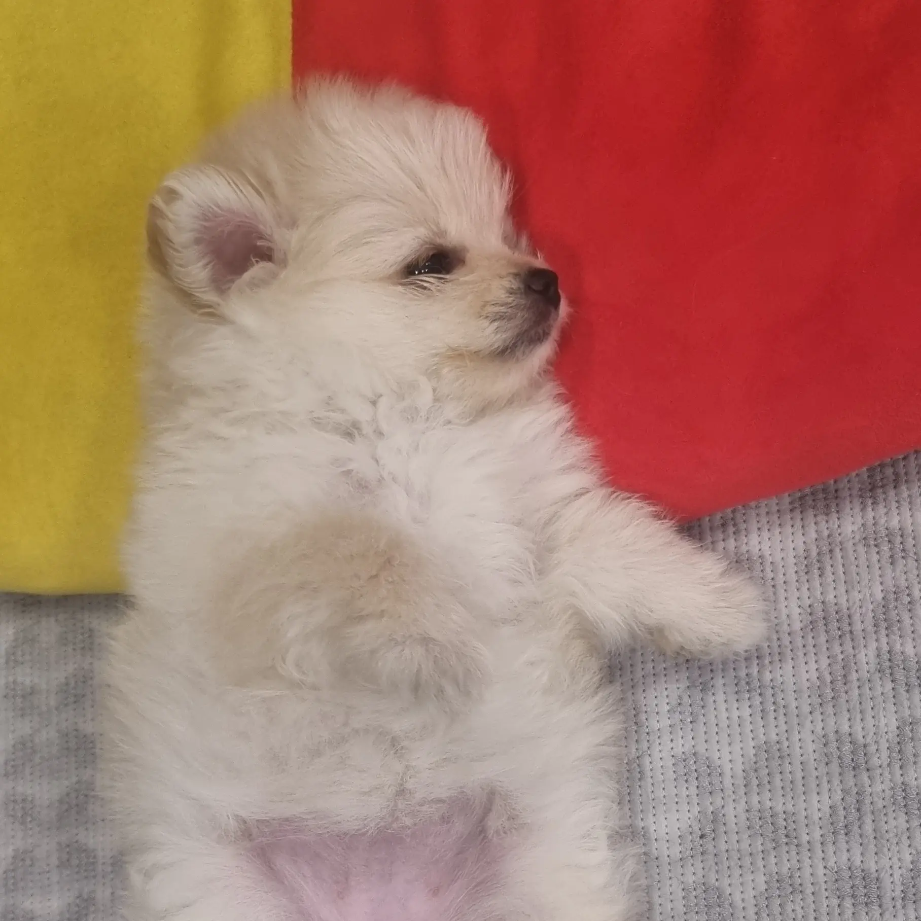 QuietFluff0410의 아이리 칸나