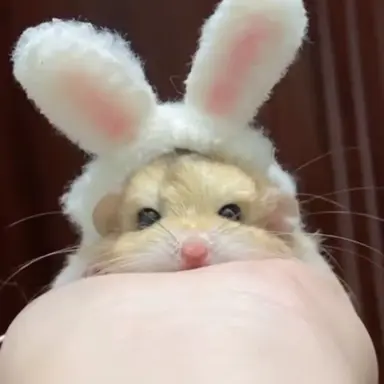 Profile image of 키이치요 하루카