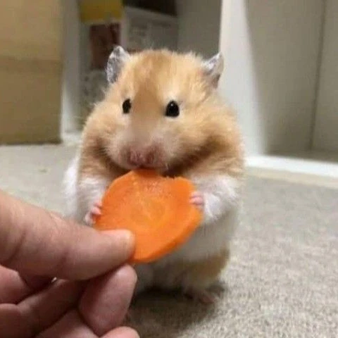 매운맛 연구실