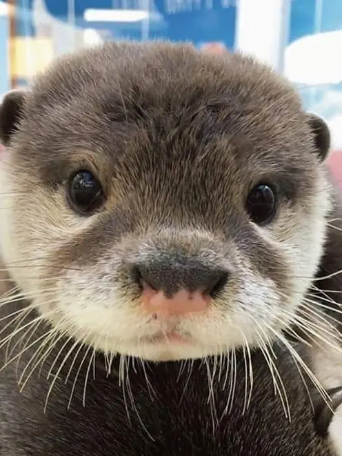 Chillgirl00의 최요원