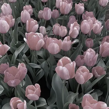 Profile image of 나루미 겐