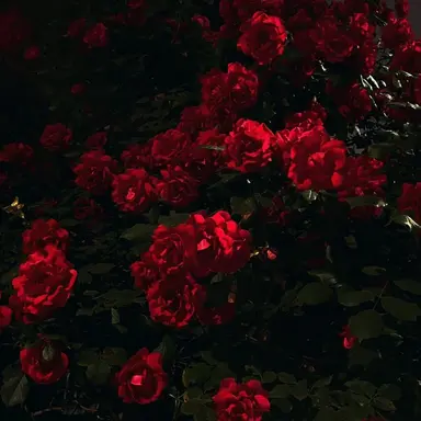 Profile image of 아시로 미나