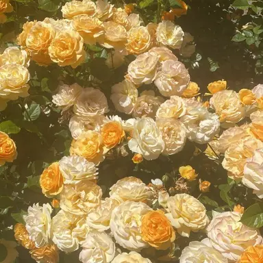 Profile image of 시노미야 키코루