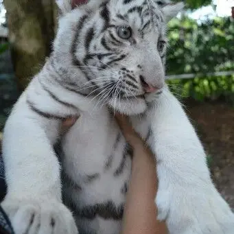 Profile image of Moe the tiger