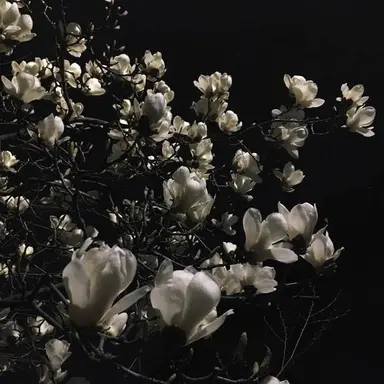 Profile image of 알로세스