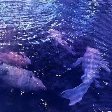 Profile image of 수현