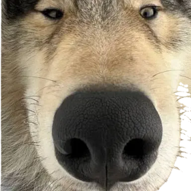 Profile image of 늑대