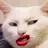 고민상담 고양이