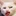 고민상담 고양이