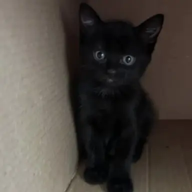 Profile image of Shadow