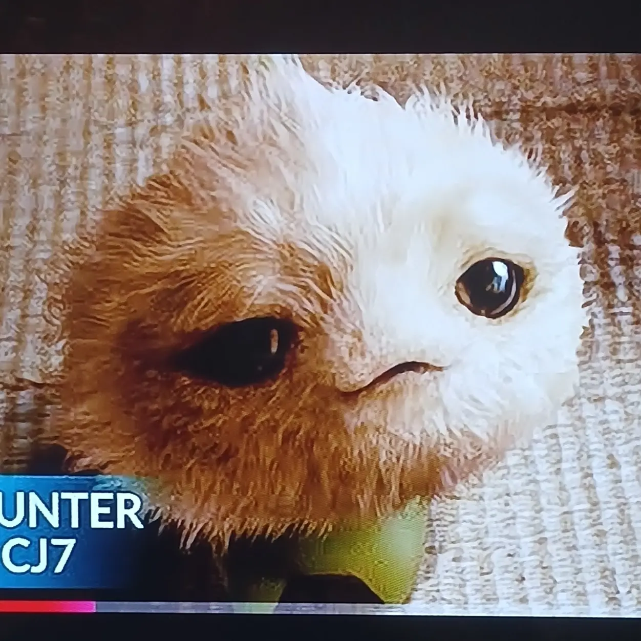 YummySign0435의 CJ7